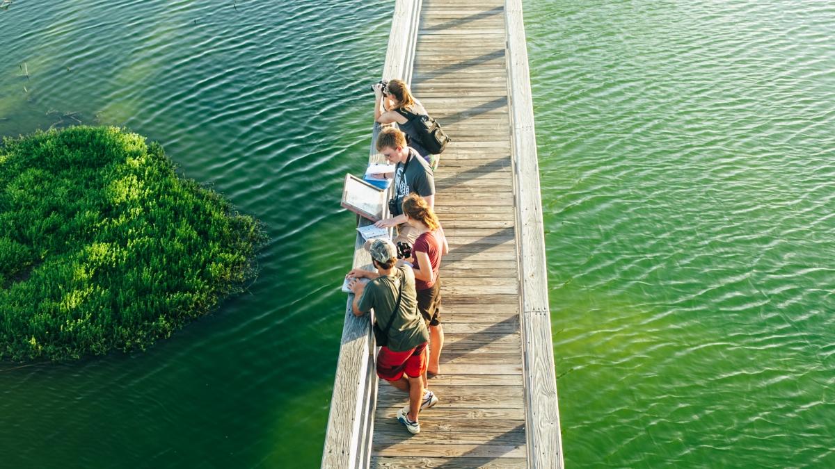 鸟瞰图:一排学生在木桥上看湖上的草
